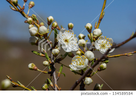 Spring bloom of Prunus cerasifera showcasing delicate white flowers in clear blue sky during a sunny day in a vibrant landscape Spring bloom of Prunus cerasifera showcasing delicate white flowers in clear blue sky during a sunny day in a vibrant landscape 134589584