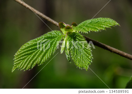Coltsfoot flowers bloom in spring showcasing vibrant yellow petals and lush green leaves in a serene natural setting 134589591