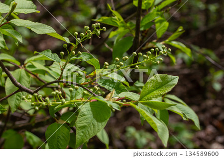 Spring branches of Prunus padus showcase budding flowers and lush green leaves in a natural environment during the vibrant season of renewal Spring branches of Prunus padus showcase budding flowers and lush green leaves in a natural environment during the vibrant season of renewal 134589600