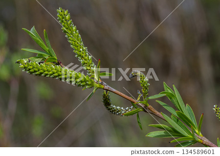 Springtime display of willow blossoms with vibrant green leaves and delicate flower clusters in a natural setting Springtime display of willow blossoms with vibrant green leaves and delicate flower clusters in a natural setting 134589601