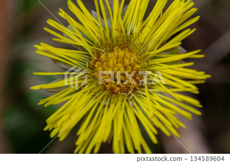 Coltsfoot blooms bright yellow in early spring showing delicate petals and vibrant center in a natural setting Coltsfoot blooms bright yellow in early spring showing delicate petals and vibrant center in a natural setting 134589604