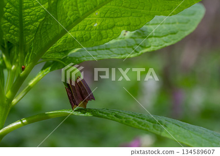 Scopolia carniolica blooms in a spring forest showcasing its distinct brown-tipped flower and lush green leaves in its natural habitat 134589607