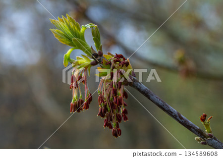Box Elder tree sprouting fresh leaves and reddish flower clusters in early spring environment near a woodland area 134589608