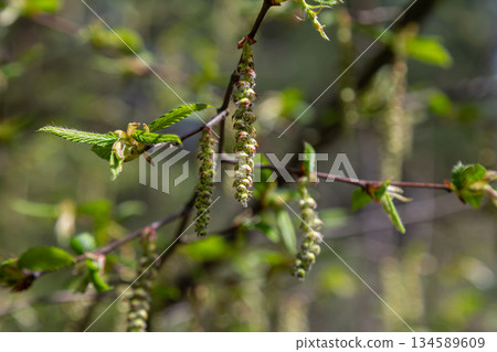 Springtime coltsfoot blooms brighten the forest with vibrant yellow flowers emerging from the ground in an early seasonal display 134589609