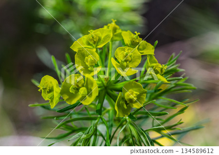 Cypress spurge blooms in vibrant yellow-green showcasing unique leaf structure among natural landscape 134589612