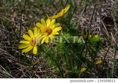 Yellow pheasant's eye blooms vibrantly in springtime grass showcasing their bright petals against a natural green backdrop 134589613
