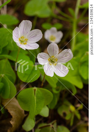 Beautiful oxalis acetosella blossoms and vibrant green leaves flourish in a woodland setting during early springtime 134589614
