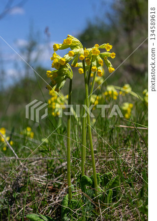 Primula veris blooms vibrantly in a sunny meadow showcasing yellow bell-shaped flowers during early springtime 134589618
