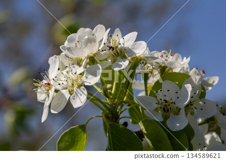 Blooming pear blossoms during springtime offer a stunning view against a clear blue sky in a vibrant garden setting 134589621