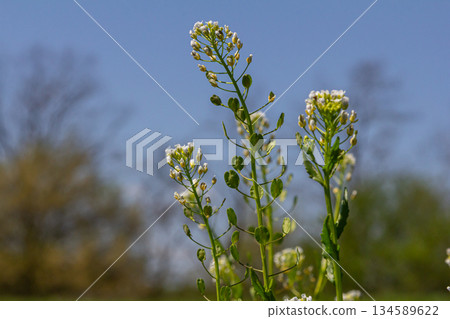 Field Pennycress showcasing delicate white flowers and flat pods in a sunny outdoor setting during springtime in a rural landscape 134589622