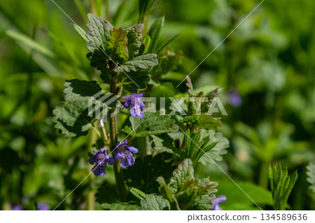 Ground-ivy Glechoma hederacea thriving among green grass in a natural habitat during springtime 134589636
