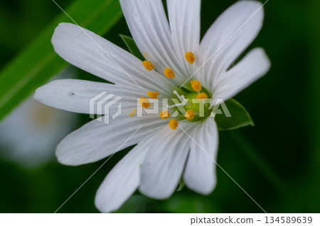 Stitchwort flower blooms in springtime woodland showcasing delicate white petals and vibrant yellow anthers 134589639