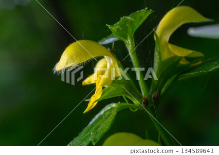 Bright yellow flowers of Galeobdolon luteum bloom in a lush woodland setting during the early spring 134589641