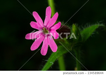 Vibrant Silene dioica displays its striking pink flowers in a lush woodland setting during the spring season Vibrant Silene dioica displays its striking pink flowers in a lush woodland setting during the spring season 134589644