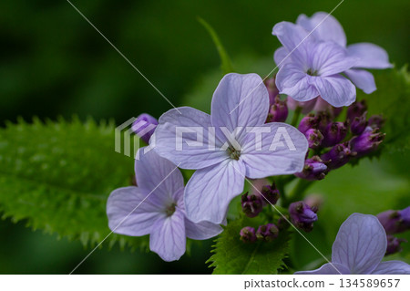 Perennial Honesty plant Lunaria rediviva blooms among lush greenery in a tranquil forest setting showcasing its delicate flowers and vibrant buds Perennial Honesty plant Lunaria rediviva blooms among lush greenery in a tranquil forest setting showcasing its delicate flowers and vibrant buds 134589657