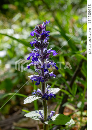 Beautiful blooms of Ajuga reptans known as Common Bugle showcasing vibrant blue flowers in a lush garden setting during springtime 134589658