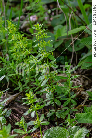 Smooth Crosswort growing among lush greenery in a woodland area during early spring showcasing its distinct whorled leaves and tiny green flowers 134589660