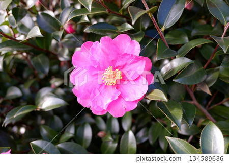 冬至山茶花 134589686