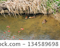 妙德寺河中的海狸鼠 妙德寺河中的海狸鼠 134589698