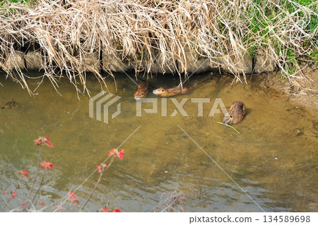 妙德寺河中的海狸鼠 134589698