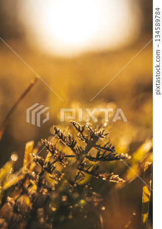 Close-up of delicate green grass blades glistening with morning dew, illuminated by soft sunlight, creating a serene and tranquil natural atmosphere in a lush field Close-up of delicate green grass blades glistening with morning dew, illuminated by soft sunlight, creating a serene and tranquil natural atmosphere in a lush field 134589784