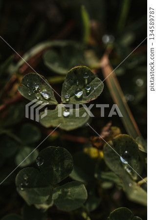 Close-up view of green clover leaves adorned with water droplets, showcasing the beauty of nature and the freshness after rain in a lush environment Close-up view of green clover leaves adorned with water droplets, showcasing the beauty of nature and the freshness after rain in a lush environment 134589787