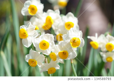 白色的水仙花花 白色的水仙花花 134589793