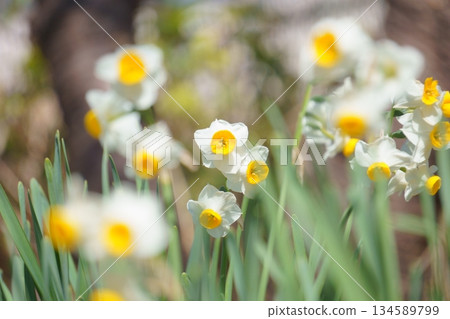 水仙花，前景和圓形散景 134589799