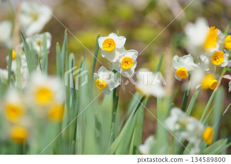 Daffodil flowers bathed in the spring sunshine 134589800