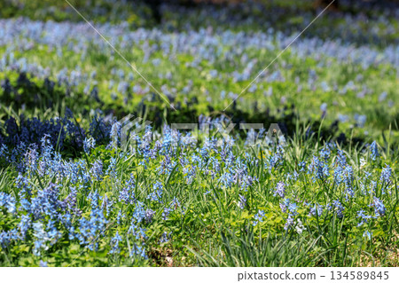 Corydalis ambigua gently colors the early spring forest in Furano, Hokkaido [April] 134589845