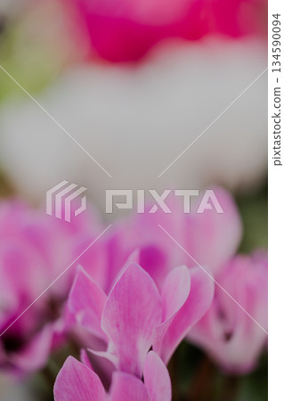 Garden cyclamen pink with a well-formed flower 134590094