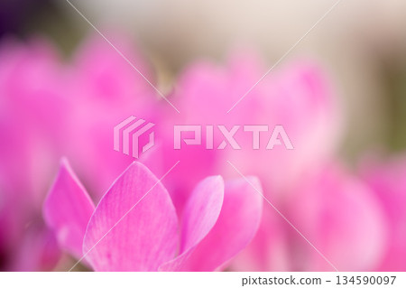 花園裡的仙客來花被燈光包裹著 134590097