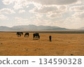 horses on Son kol lake Kyrgyzstan  134590328