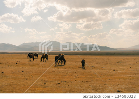 horses on Son kol lake Kyrgyzstan  134590328