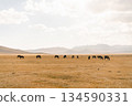 horses on Son kol lake Kyrgyzstan  134590331