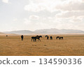 horses on Son kol lake Kyrgyzstan  134590336