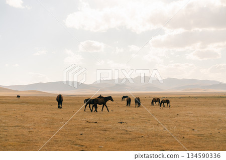 horses on Son kol lake Kyrgyzstan  134590336