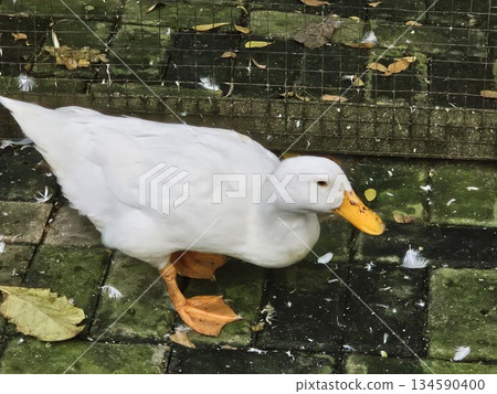 beautiful white goose in the pond beautiful white goose in the pond 134590400