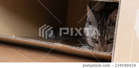 紙箱裡一隻可愛的貓－虎斑貓 134590419