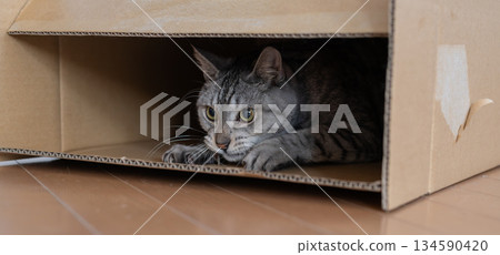 紙箱裡一隻可愛的貓－虎斑貓 134590420