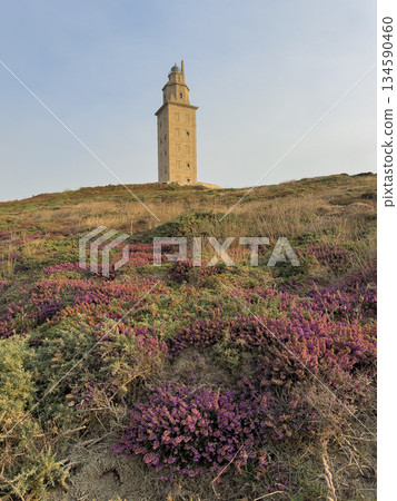 Ancient Lighthouse Tower amidst Blooming Heather Ancient Lighthouse Tower amidst Blooming Heather 134590460