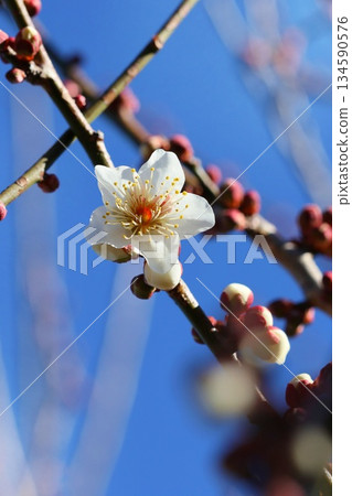 White plum blossoms close-up early spring White plum blossoms close-up early spring 134590576
