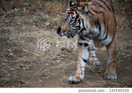 Walking tiger Sumatran tiger 134590599