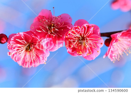 Red plum blossoms, close-up, early spring 134590600