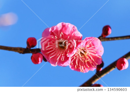 早春，紅梅花特寫 134590603