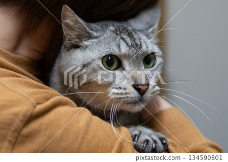 Sabatra cat hugging a cat Sabatra cat hugging a cat 134590801