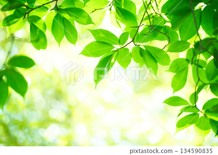 The season of fresh greenery The season of fresh greenery 134590835