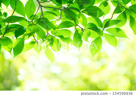 The season of fresh greenery 134590836