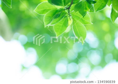 新綠色的季節 134590839