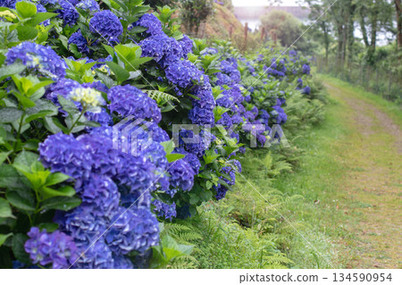 Rural road framed by blue hydrangea macrophylla hedge leading to the sea 134590954